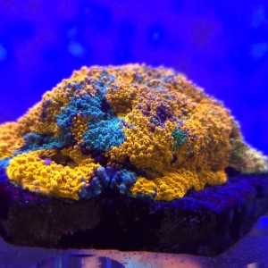 Acana Echinata Ultra Rainbow WYSIWYG #B0256