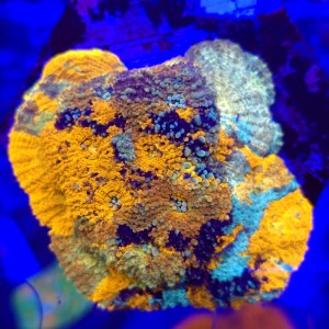 Acana Echinata Ultra Rainbow WYSIWYG #B0338