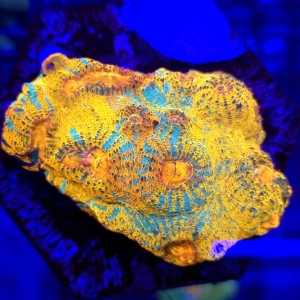 Acana Echinata Ultra Rainbow WYSIWYG #A0026