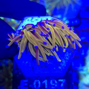 Euphyllia Glabrescens 24K (2 głowy) WYSIWYG #E0197