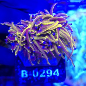 Euphyllia Glabrescens 24K (2 głowy) WYSIWYG #B0294