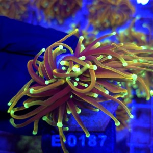 Euphyllia Glabrescens Indo Gold (2 głowy) WYSIWYG #E0187