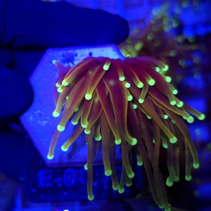 Euphyllia Glabrescens Dragon Soul WYSIWYG #E0037