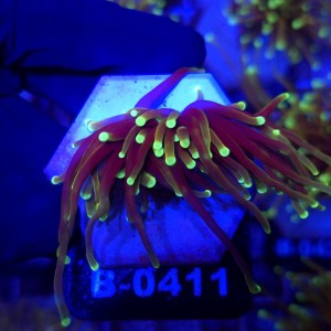 Euphyllia Glabrescens Dragon Soul WYSIWYG #B0411