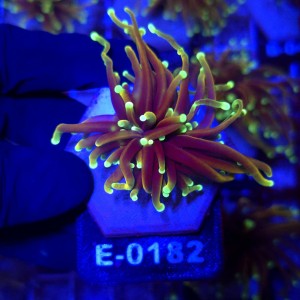 Euphyllia Glabrescens Dragon Soul WYSIWYG #E0182