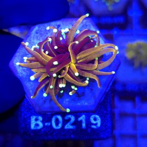Euphyllia Glabrescens Golden Dragon WYSIWYG #B0219