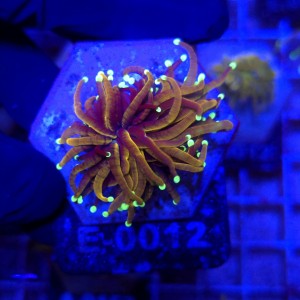 Euphyllia Glabrescens Golden Dragon WYSIWYG #E0012