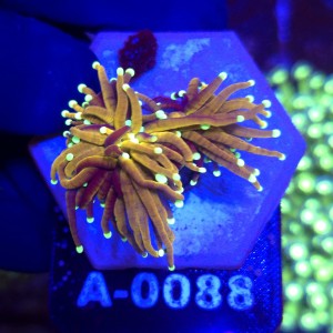 Euphyllia Glabrescens Golden Dragon (2 głowy) WYSIWYG #A0088