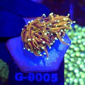 Euphyllia Glabrescens Golden Dragon (2 głowy) WYSIWYG #G0005
