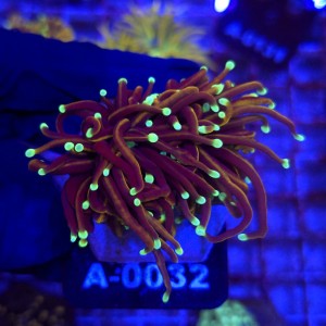 Euphyllia Glabrescens Golden Dragon (2 głowy) WYSIWYG #A0032