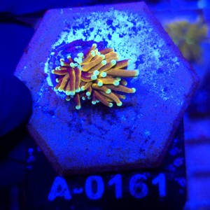 Euphyllia Glabrescens Golden Torch WYSIWYG #A0161