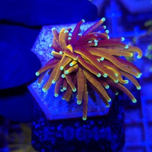 Euphyllia Glabrescens Golden Torch WYSIWYG #E0044