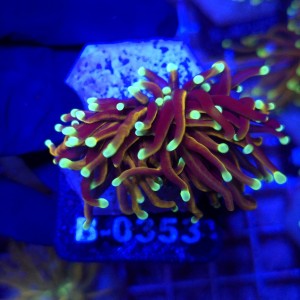 Euphyllia Glabrescens Golden Torch WYSIWYG #B0353