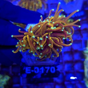Euphyllia Glabrescens Golden Torch (2 głowy) WYSIWYG #E0170
