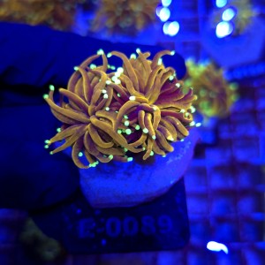 Euphyllia Glabrescens Golden Torch (2 głowy) WYSIWYG #E0089