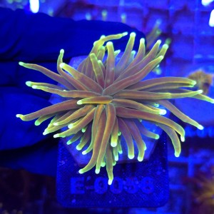 Euphyllia Glabrescens Fake HG WYSIWYG #E0056