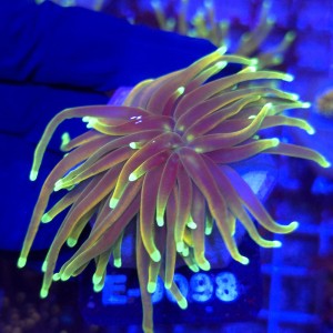 Euphyllia Glabrescens Fake HG WYSIWYG #E0098