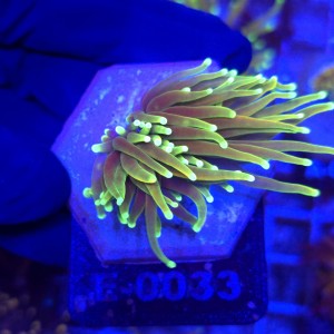 Euphyllia Glabrescens Fake HG WYSIWYG #E0033
