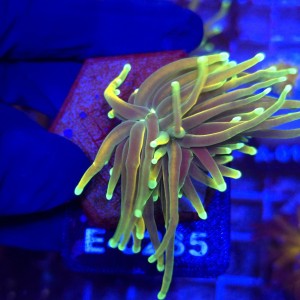 Euphyllia Glabrescens Fake HG WYSIWYG #E0235