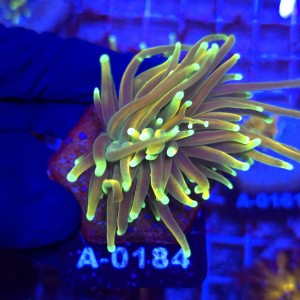 Euphyllia Glabrescens Fake HG WYSIWYG #A0184