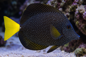 Zebrasoma gemmatum – Gem Tang | pokolec morski