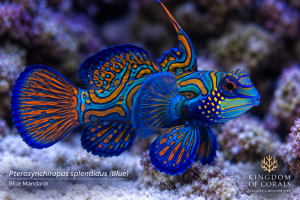 Pterosynchiropus splendidus Blue – mandaryn niebieski