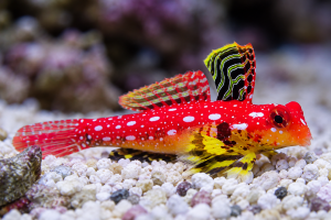 Synchiropus sycorax – Ruby Red Dragonet | czerwony mandaryn
