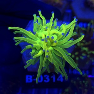 Euphyllia Glabrescens OG Holy Grail HG WYSIWYG #B0314