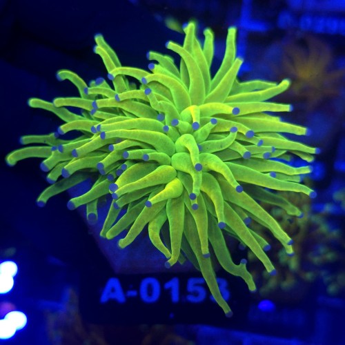 Euphyllia Glabrescens OG Holy Grail HG WYSIWYG #A0153