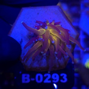 Euphyllia Cristata Tiger Torch WYSIWYG #B0293