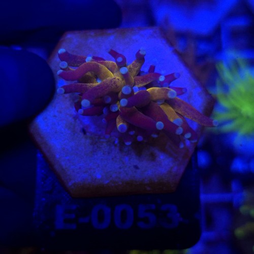 Euphyllia Cristata Tiger Torch WYSIWYG #E0053