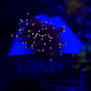 Euphyllia Glabrescens Black Torch WYSIWYG #E0087