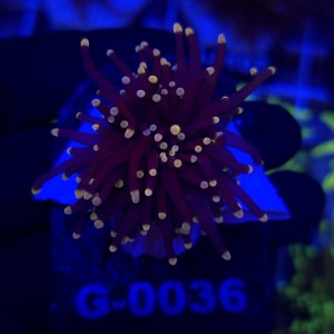 Euphyllia Glabrescens Black Torch WYSIWYG #G0036