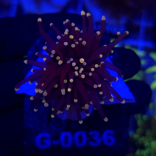 Euphyllia Glabrescens Black Torch WYSIWYG #G0036