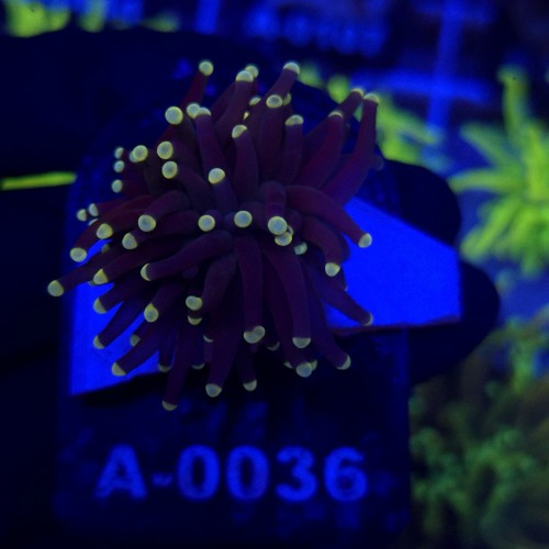 Euphyllia Glabrescens Black Torch WYSIWYG #A0036