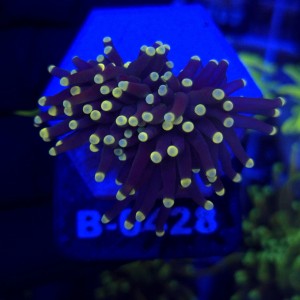 Euphyllia Glabrescens Black Torch WYSIWYG #B0428