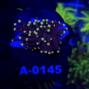 Euphyllia Glabrescens Black Torch WYSIWYG #A0145
