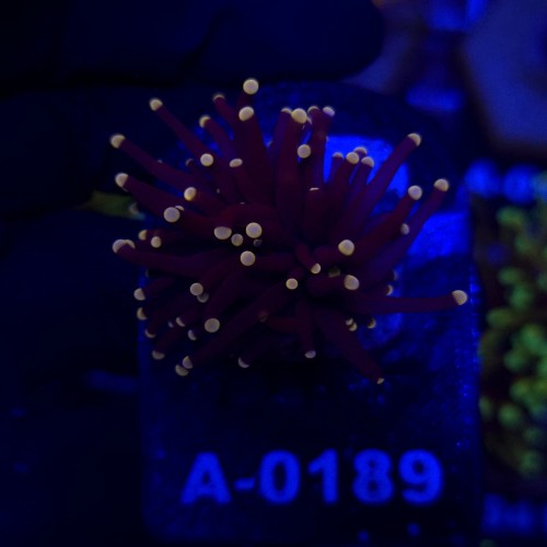 Euphyllia Glabrescens Black Torch WYSIWYG #A0189