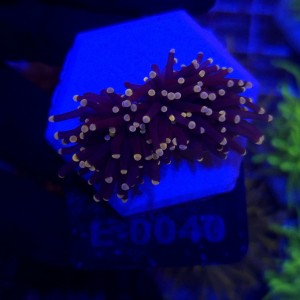 Euphyllia Glabrescens Black Torch (2 głowy) WYSIWYG #E0040