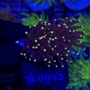 Euphyllia Glabrescens Black Torch (2 głowy) WYSIWYG #G0013