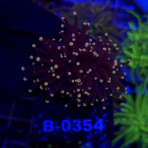 Euphyllia Glabrescens Black Torch (2 głowy) WYSIWYG #B0354