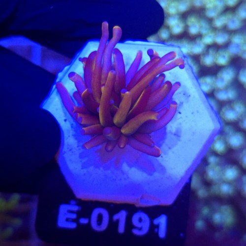 Euphyllia Glabrescens 24K WYSIWYG #E0191
