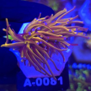 Euphyllia Glabrescens 24K WYSIWYG #A0081