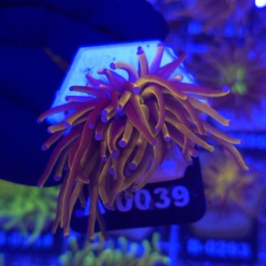 Euphyllia Glabrescens 24K WYSIWYG #A0039