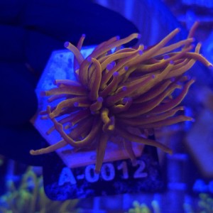 Euphyllia Glabrescens 24K WYSIWYG #A0012