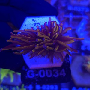 Euphyllia Glabrescens 24K WYSIWYG #G0034