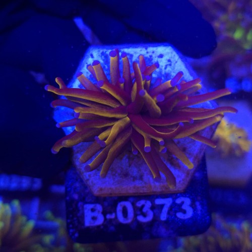 Euphyllia Glabrescens 24K WYSIWYG #B0373