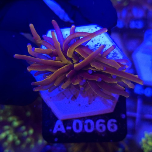 Euphyllia Glabrescens 24K WYSIWYG #A0066