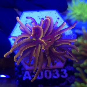 Euphyllia Glabrescens 24K WYSIWYG #A0033