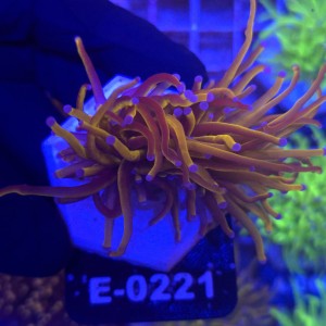 Euphyllia Glabrescens 24K (2 głowy) WYSIWYG #E0221